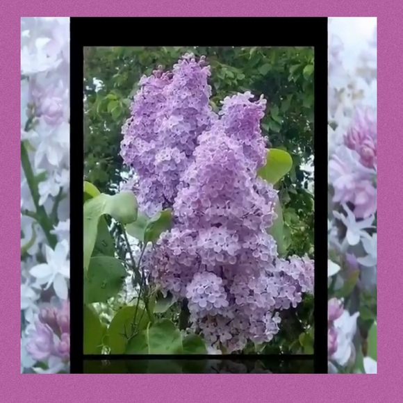 Stop and smell the Lilacs 💜💜 - Picture 7 of 8